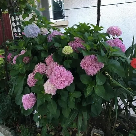 къща йорданови Къща за гости 3*